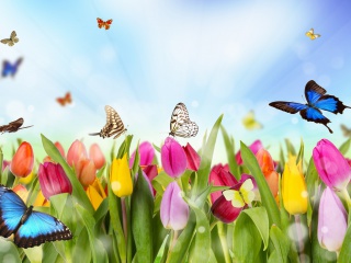 Das Butterflies and Tulip Field Wallpaper 320x240