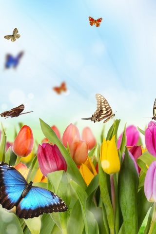 Sfondi Butterflies and Tulip Field 320x480