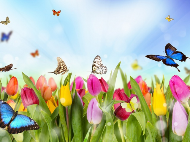 Das Butterflies and Tulip Field Wallpaper 640x480