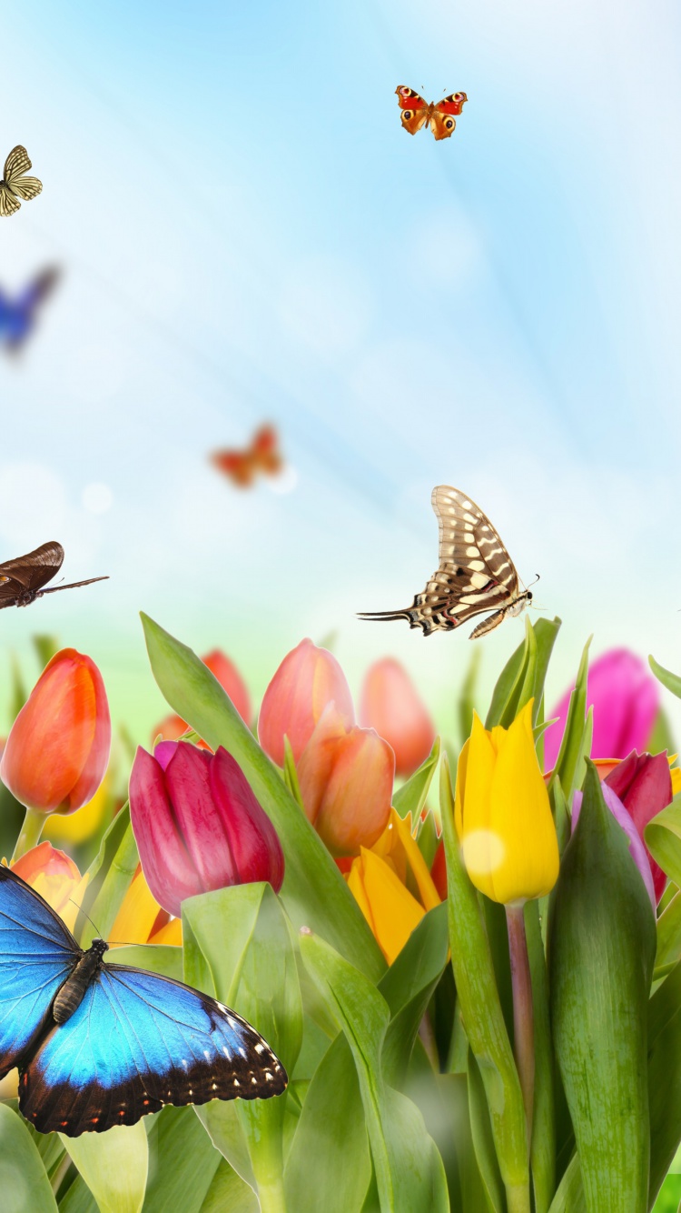 Fondo de pantalla Butterflies and Tulip Field 750x1334