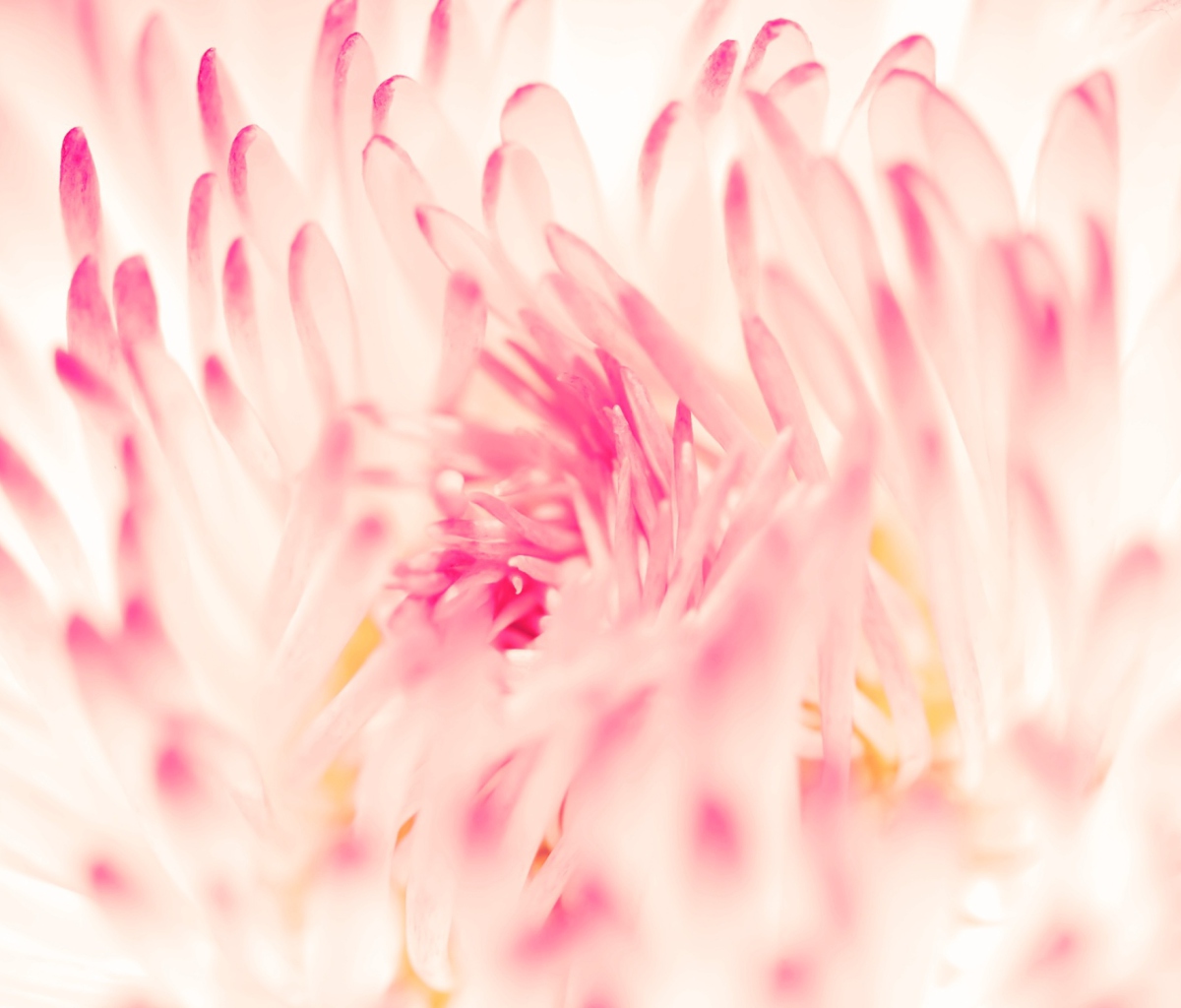 Spring Daisy Flower screenshot #1 1200x1024