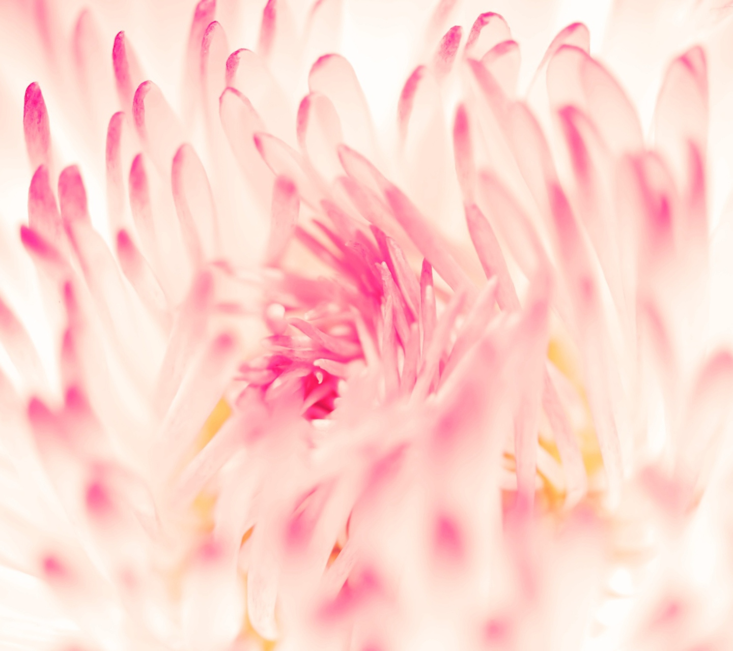 Das Spring Daisy Flower Wallpaper 1440x1280