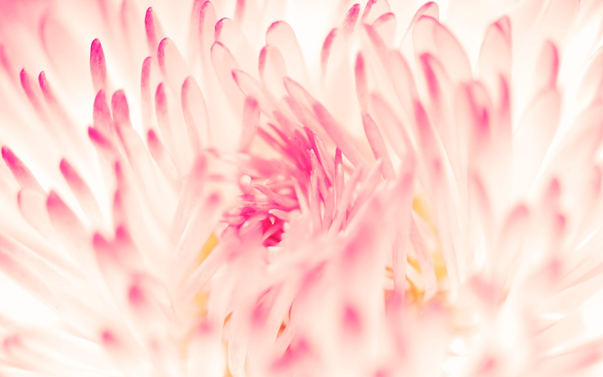 Spring Daisy Flower screenshot #1 1920x1200