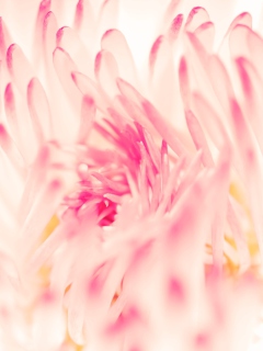 Screenshot №1 pro téma Spring Daisy Flower 240x320