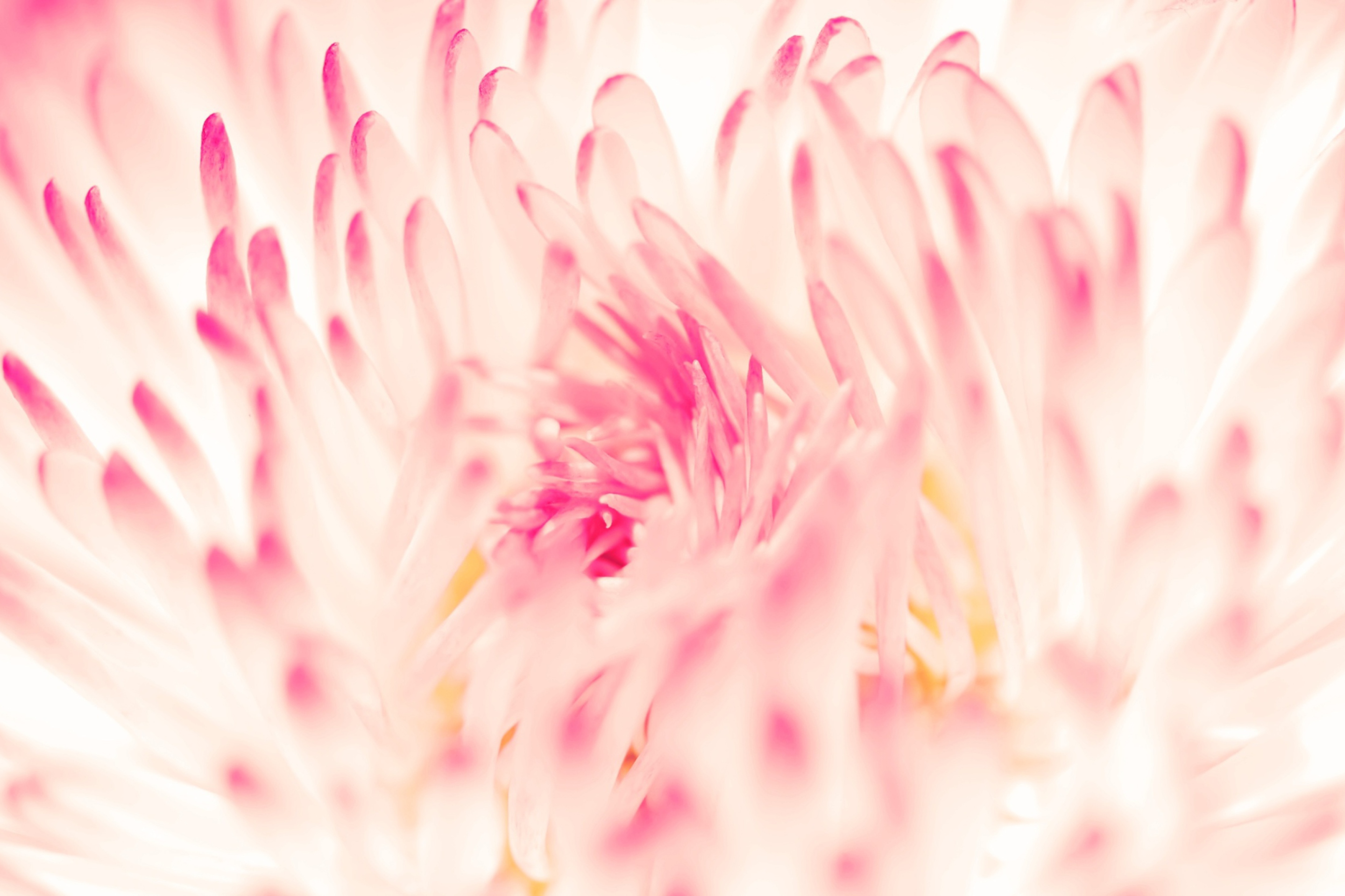 Screenshot №1 pro téma Spring Daisy Flower 2880x1920