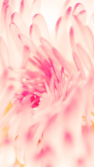 Das Spring Daisy Flower Wallpaper 360x640