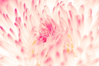 Spring Daisy Flower - Obrázkek zdarma pro 1080x960