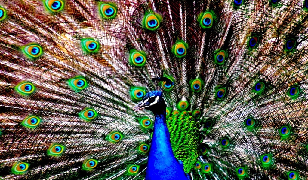 Peacock screenshot #1 1024x600