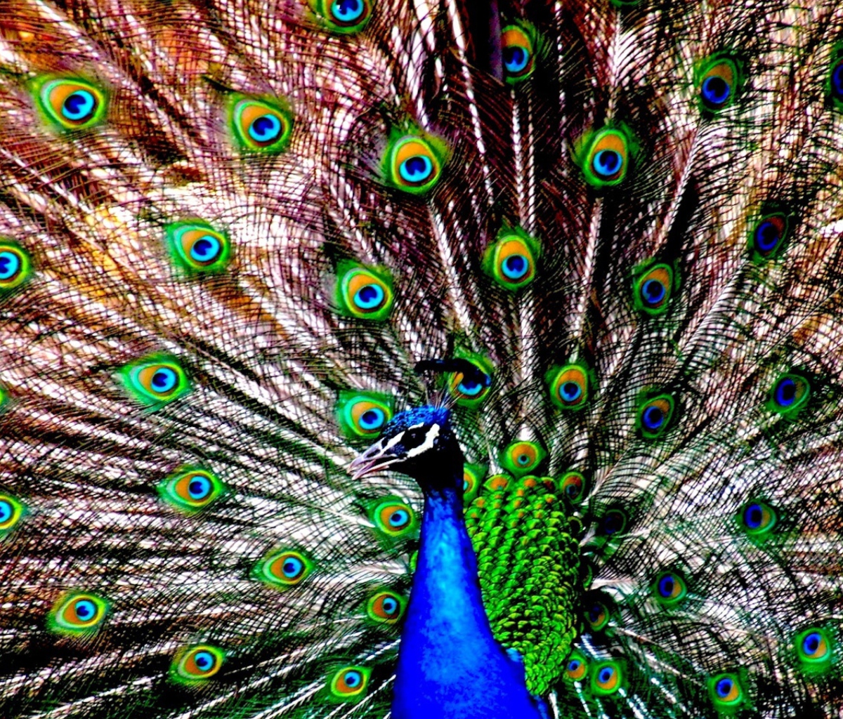 Das Peacock Wallpaper 1200x1024