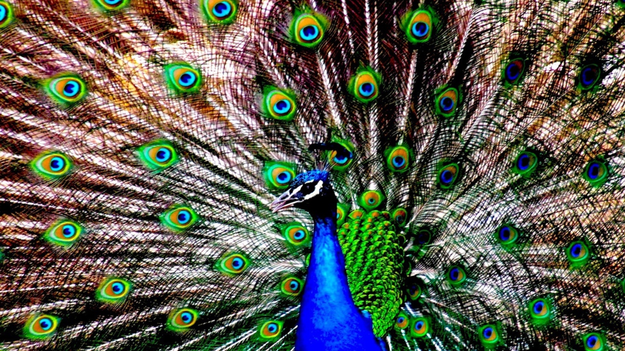 Fondo de pantalla Peacock 1280x720