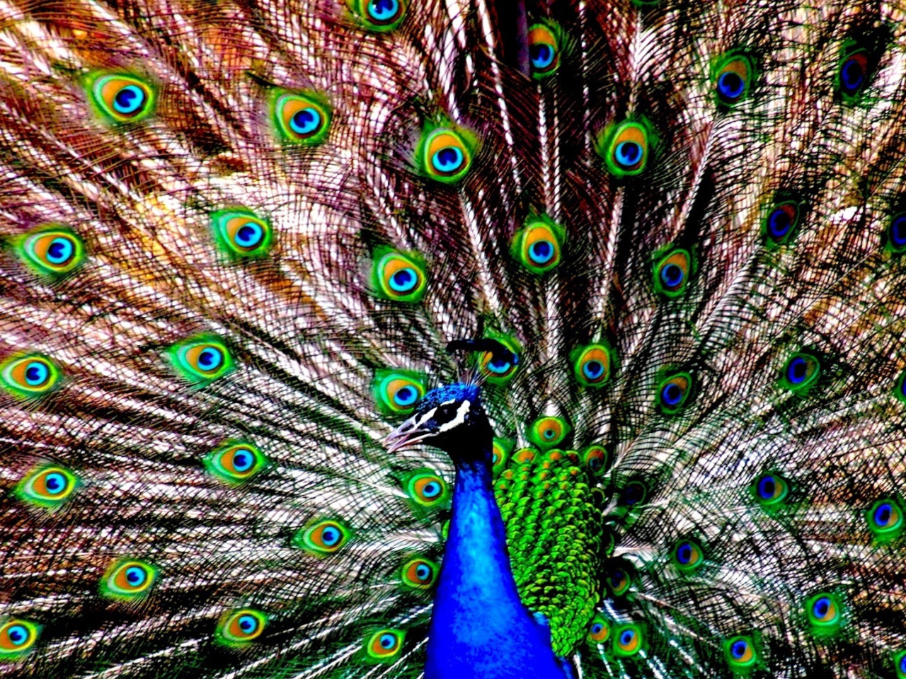 Sfondi Peacock 1280x960