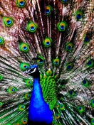 Sfondi Peacock 132x176