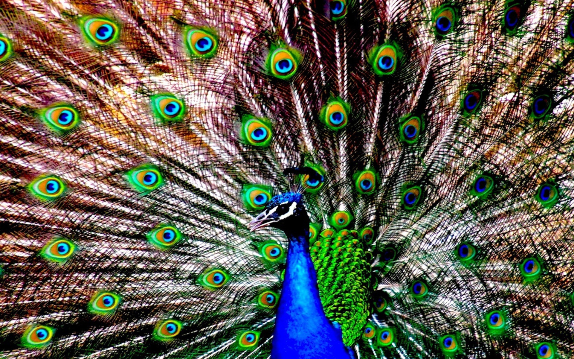 Peacock wallpaper 1920x1200