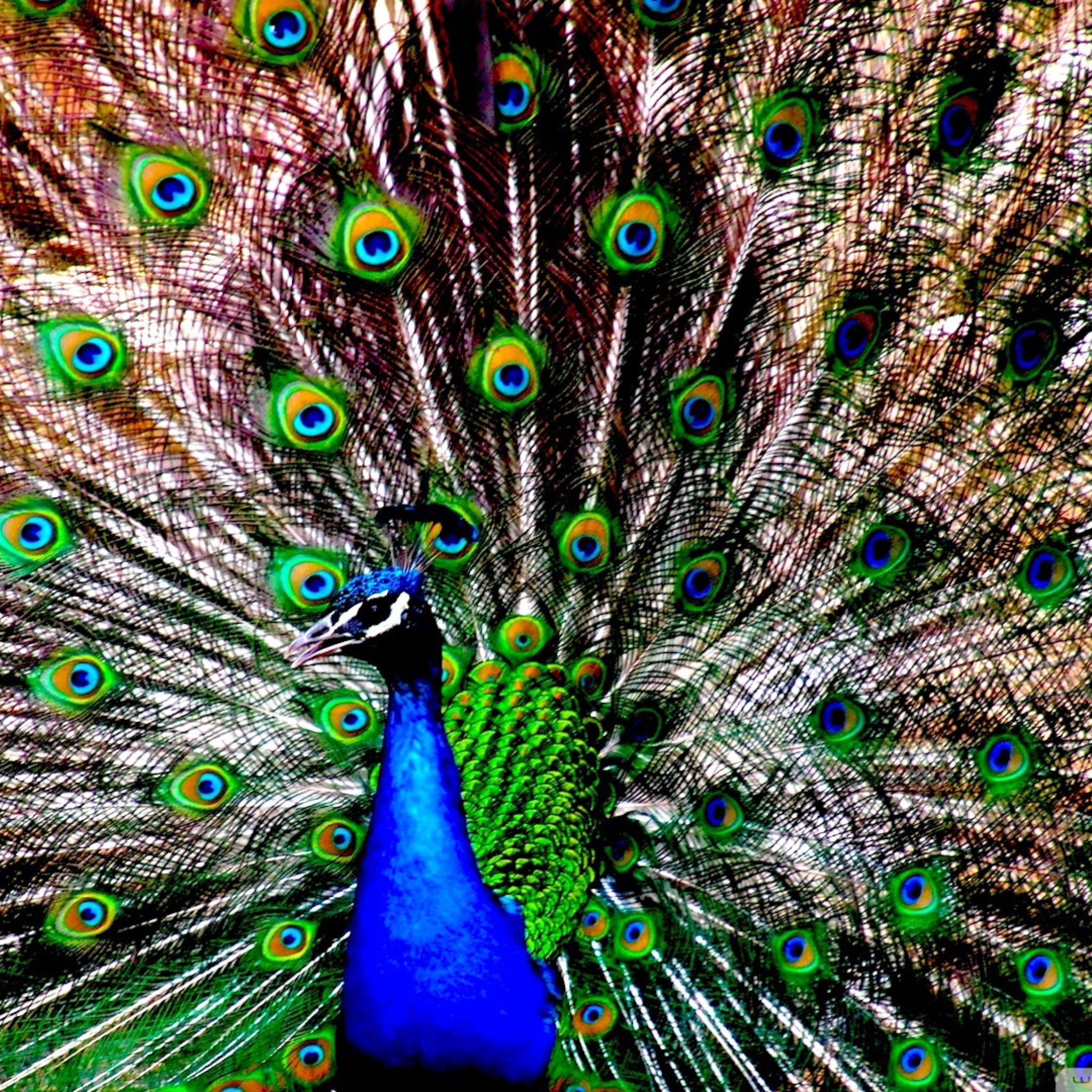 Peacock screenshot #1 2048x2048
