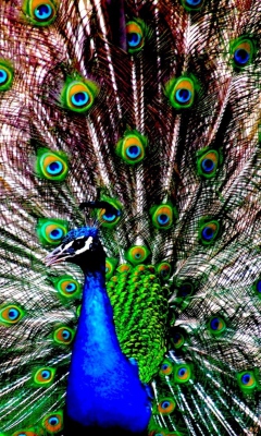 Fondo de pantalla Peacock 240x400