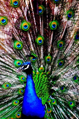 Screenshot №1 pro téma Peacock 320x480
