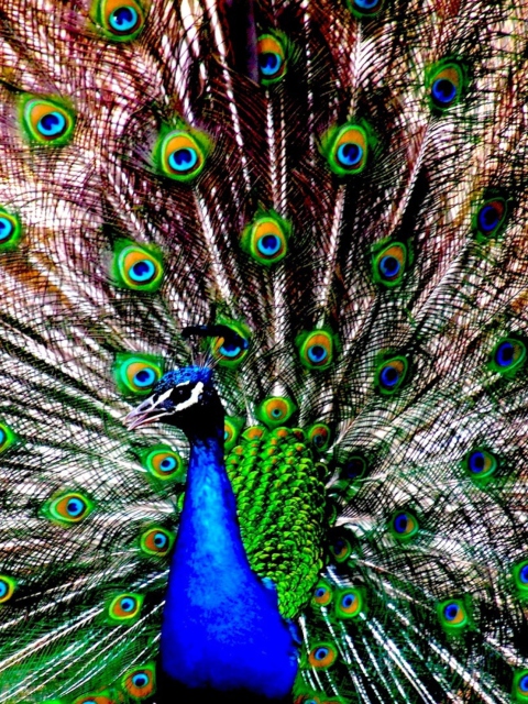Peacock screenshot #1 480x640