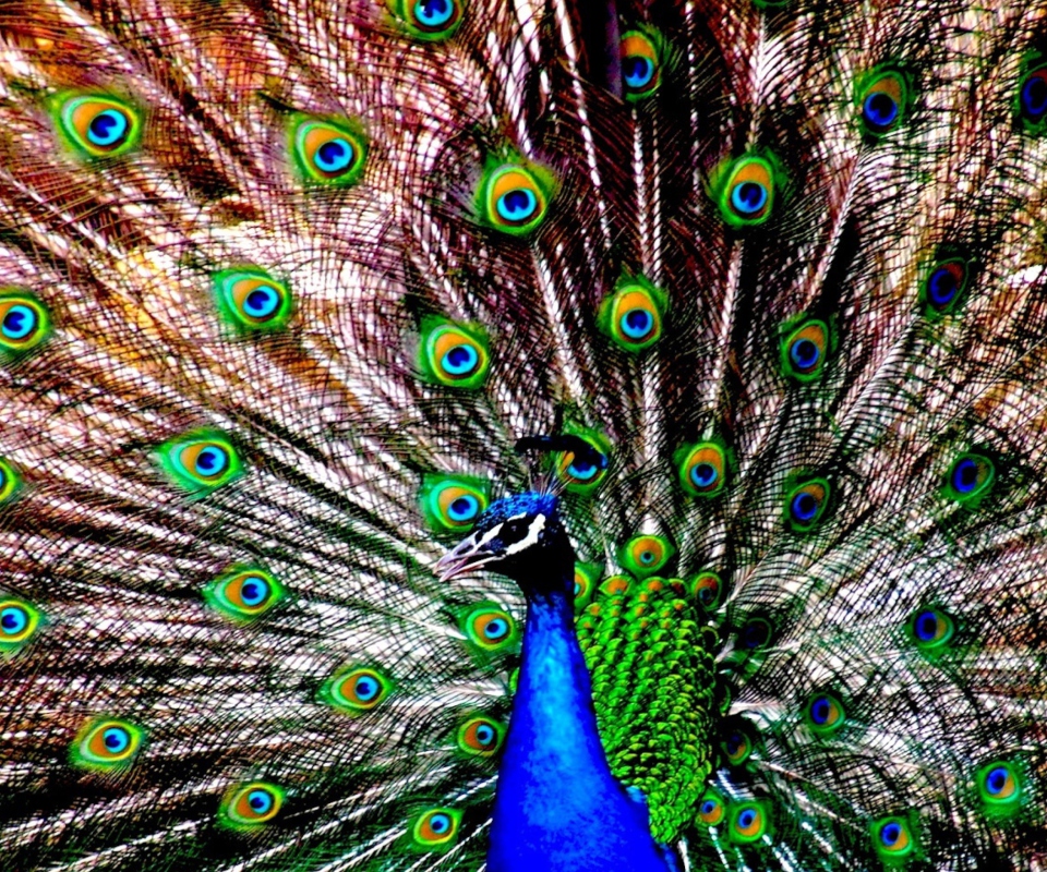 Sfondi Peacock 960x800