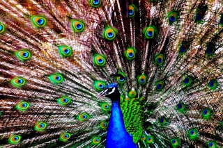 Peacock - Obrázkek zdarma pro Samsung Google Nexus S