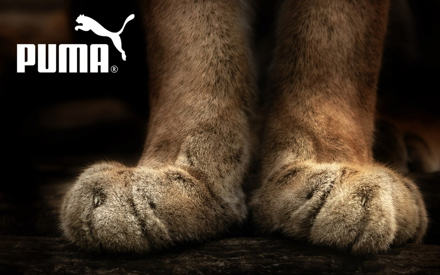 Puma Fluffy Logo wallpaper 1440x900