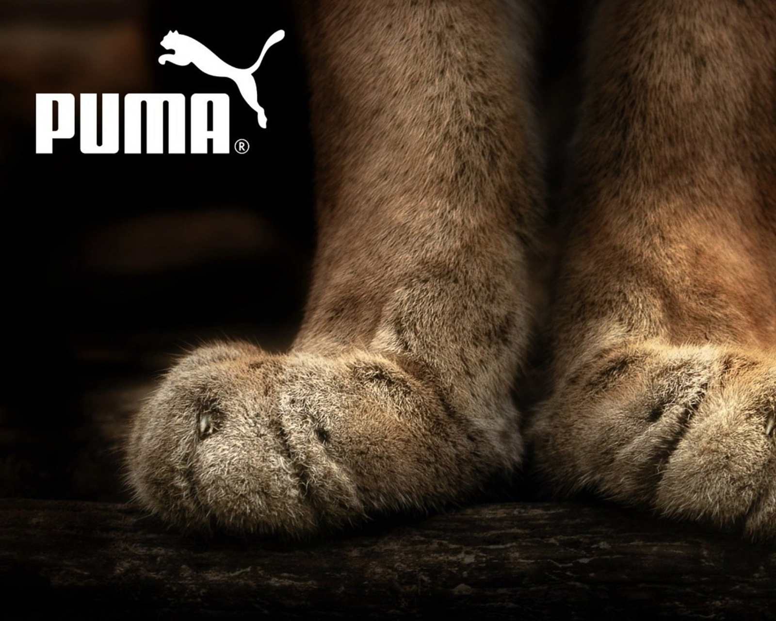 Das Puma Fluffy Logo Wallpaper 1600x1280
