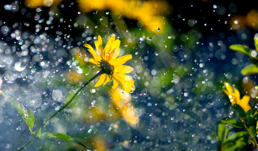 Yellow Flower and Highlights screenshot #1 1024x600