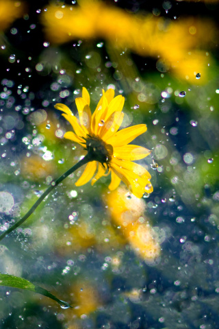 Screenshot №1 pro téma Yellow Flower and Highlights 320x480