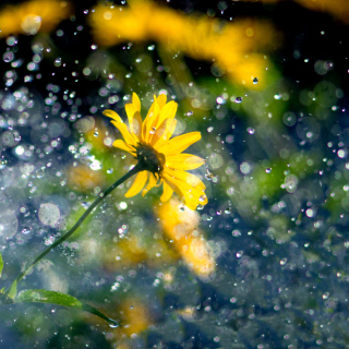 Yellow Flower and Highlights sfondi gratuiti per 208x208