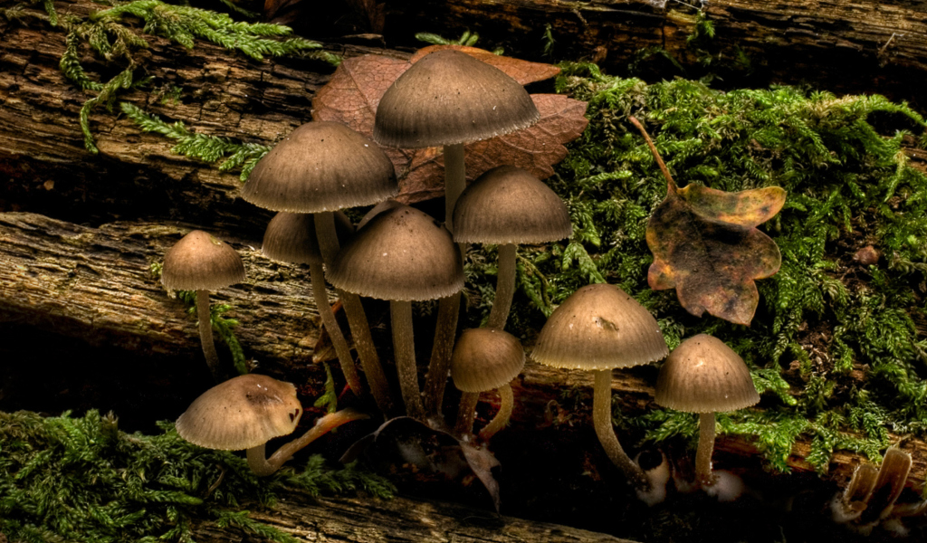 Screenshot №1 pro téma Mushrooms 1024x600