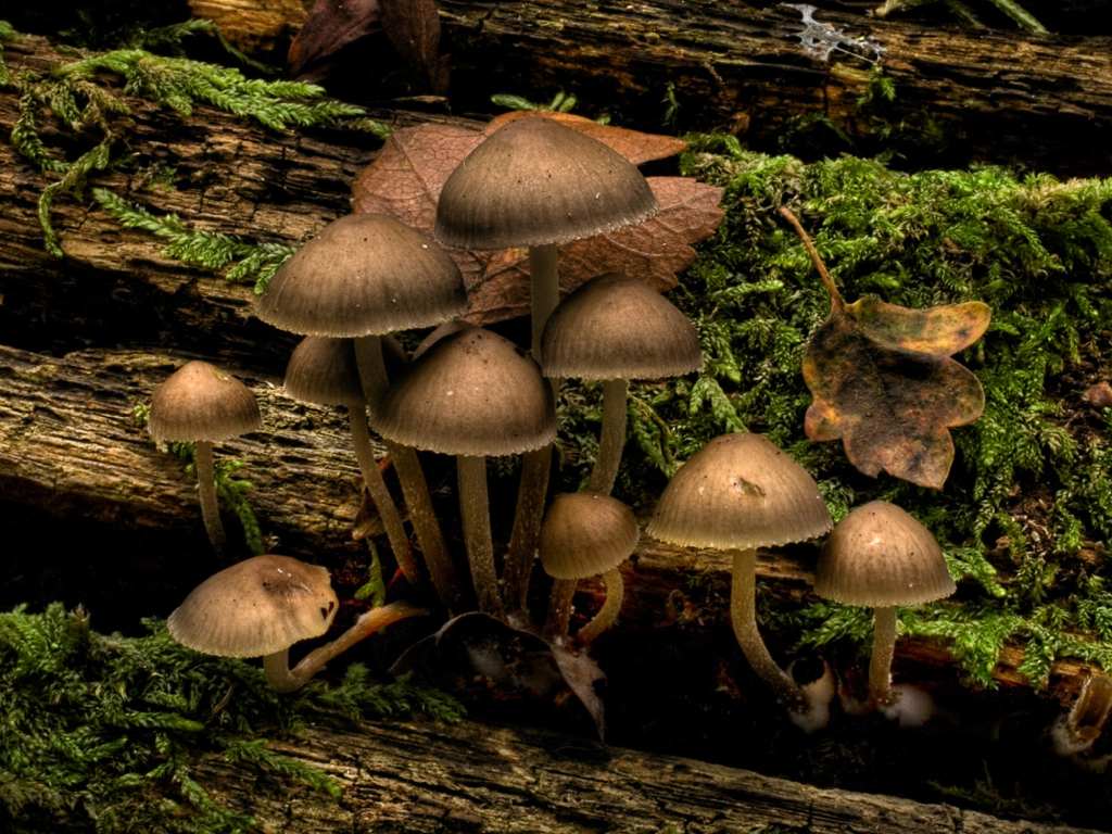Fondo de pantalla Mushrooms 1024x768