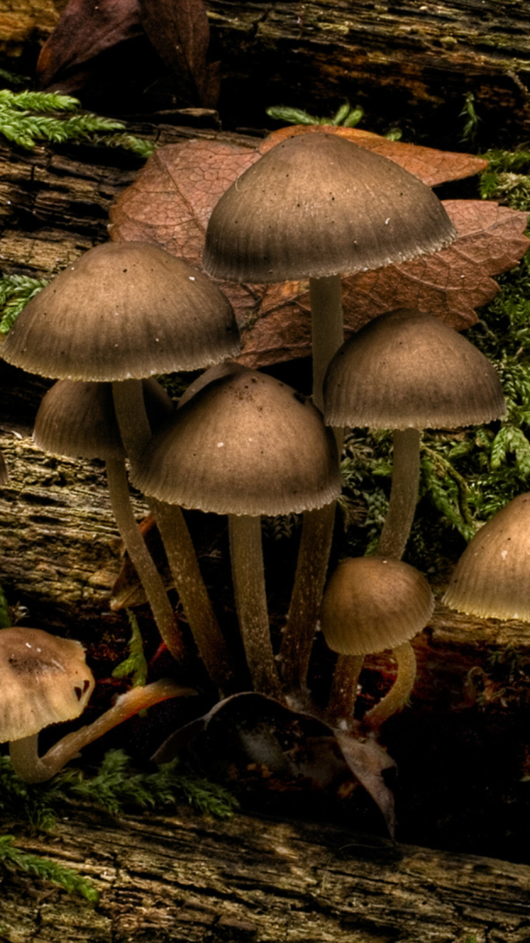 Обои Mushrooms 1080x1920