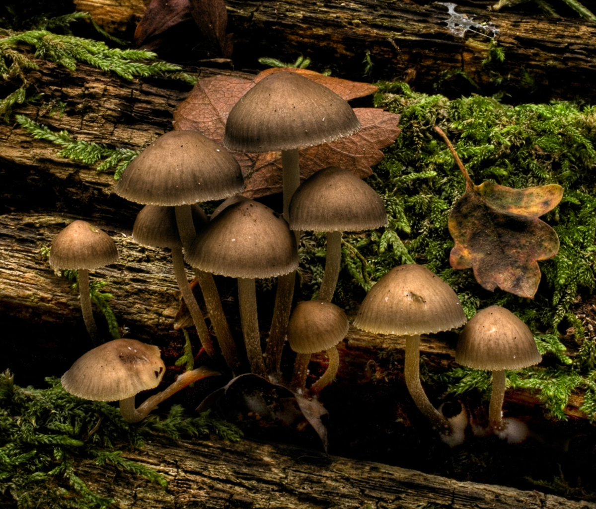 Fondo de pantalla Mushrooms 1200x1024
