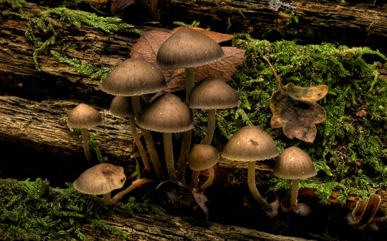 Mushrooms wallpaper 1280x800
