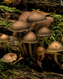 Mushrooms wallpaper 128x160