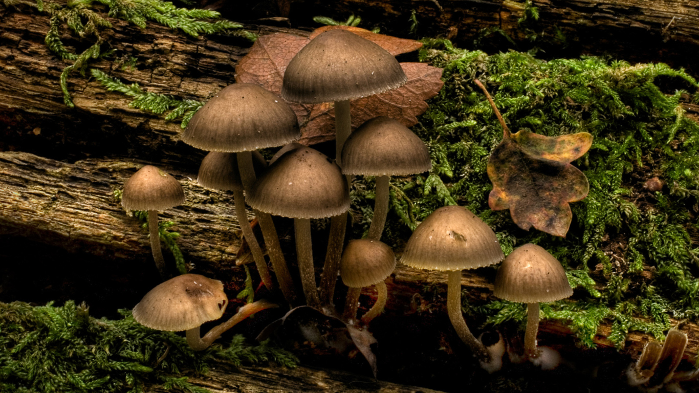 Screenshot №1 pro téma Mushrooms 1366x768