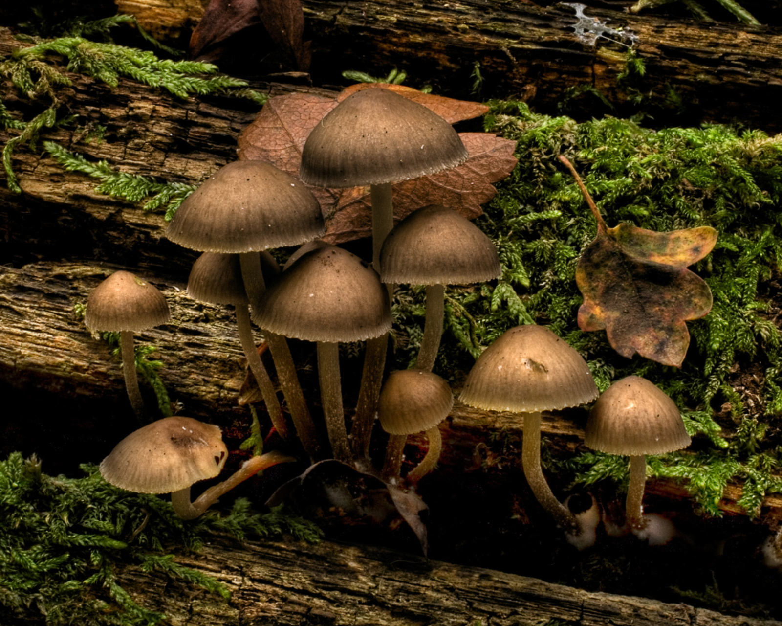 Fondo de pantalla Mushrooms 1600x1280