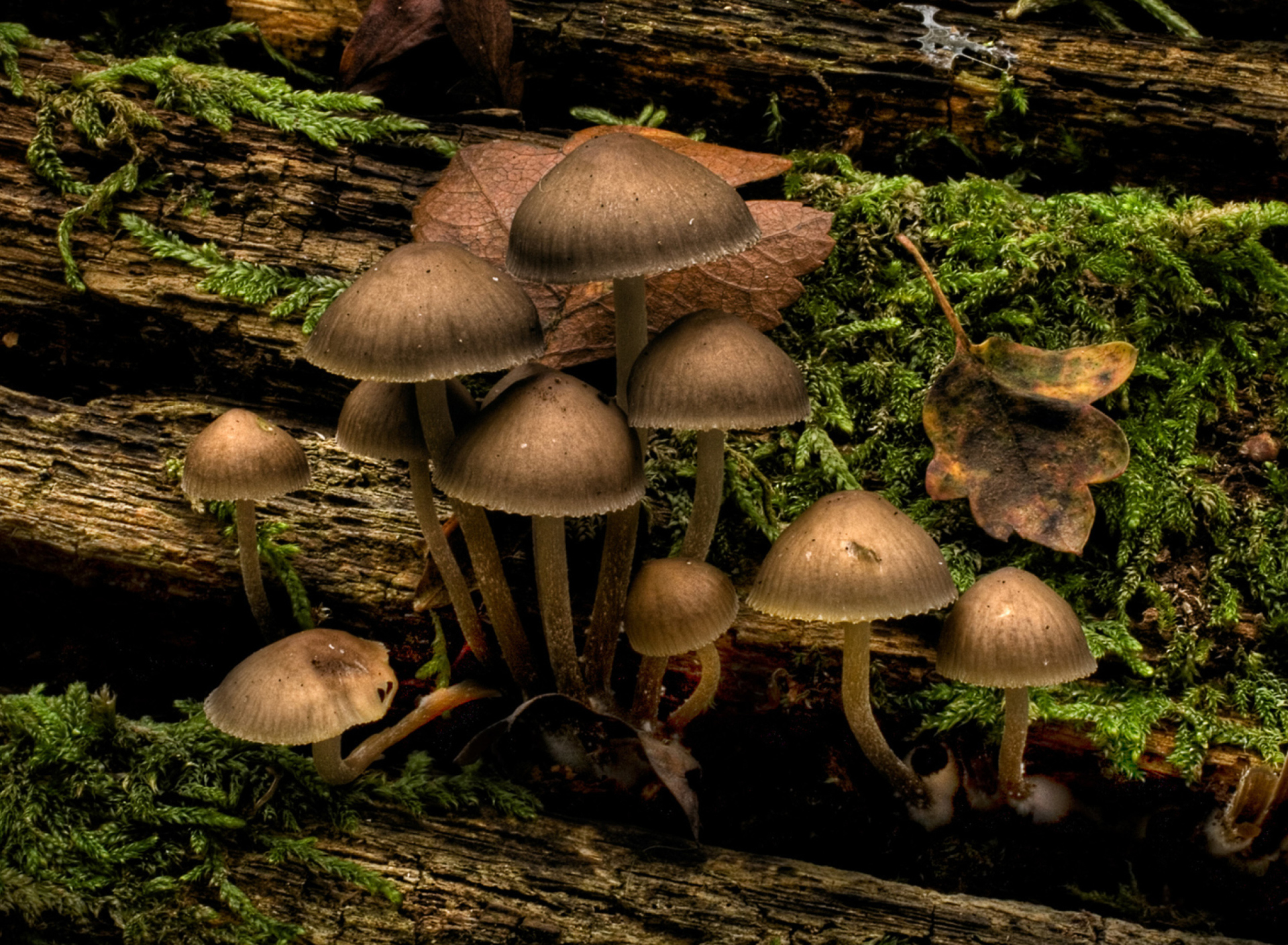 Mushrooms wallpaper 1920x1408