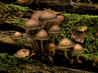 Das Mushrooms Wallpaper 320x240