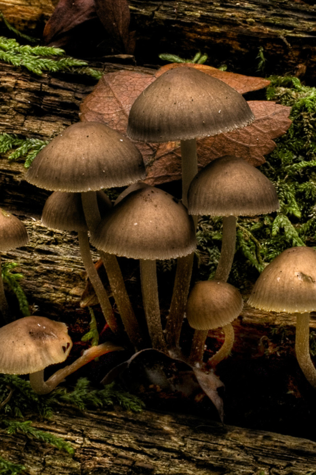 Screenshot №1 pro téma Mushrooms 640x960