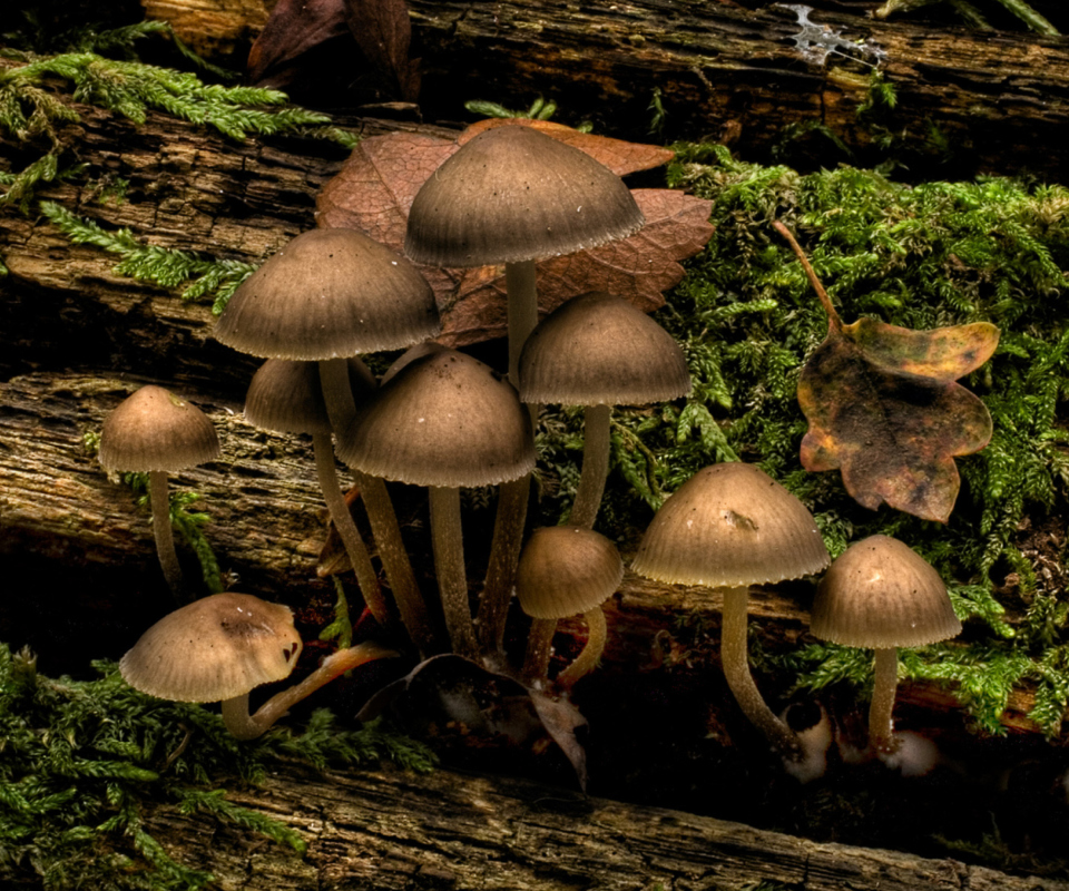 Sfondi Mushrooms 960x800