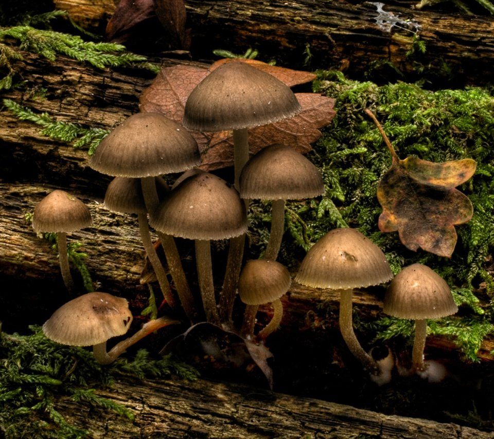 Обои Mushrooms 960x854