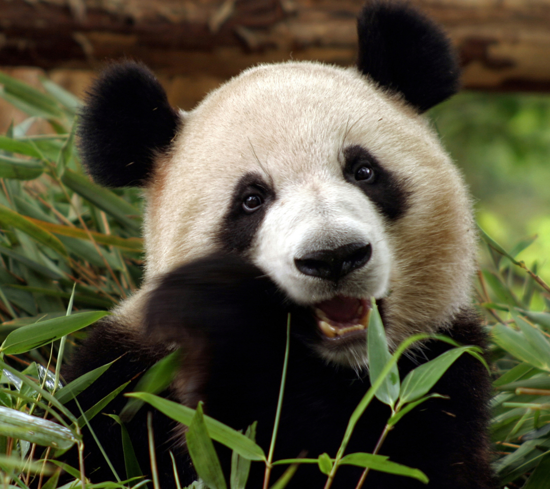 Das Panda Bear Wallpaper 1080x960