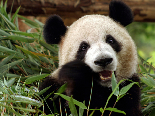 Panda Bear screenshot #1 640x480