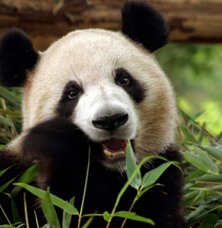 Kostenloses Panda Bear Wallpaper für iPad 3