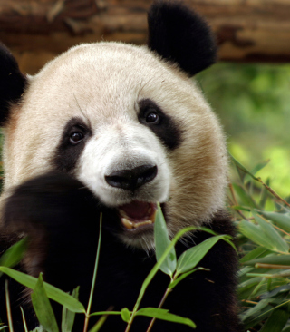 Panda Bear - Obrázkek zdarma pro 750x1334