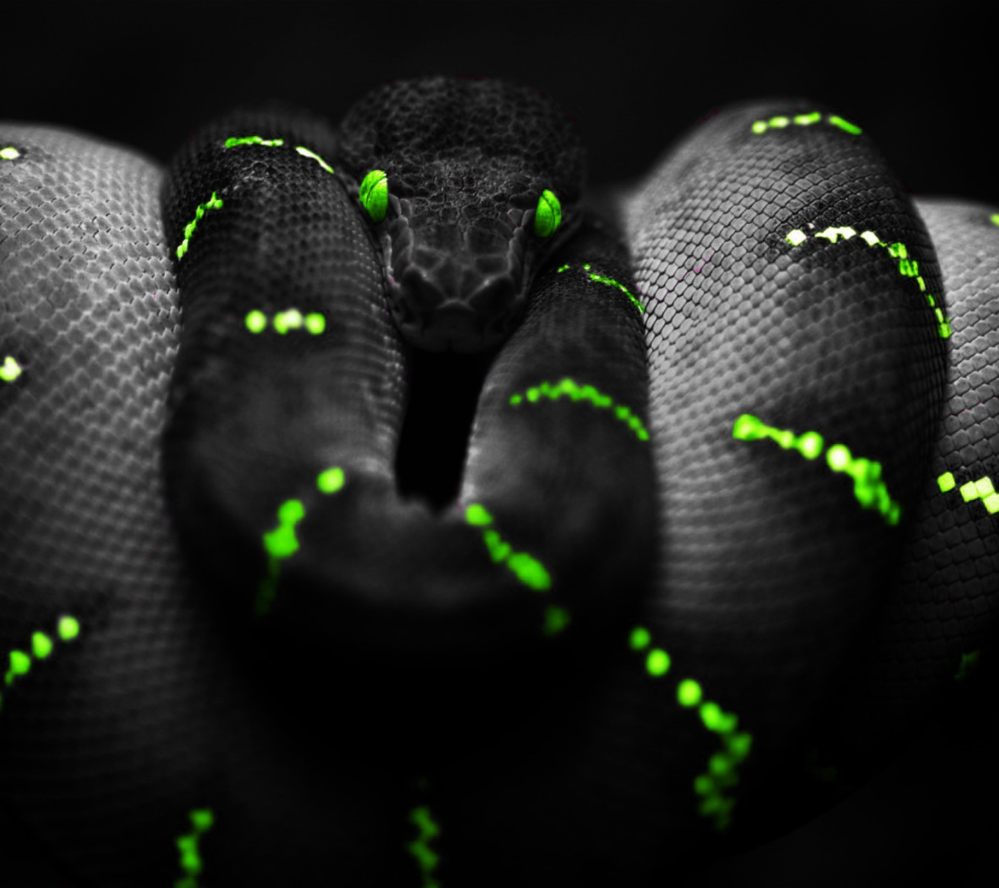 Обои Black Mamba Snake 1440x1280