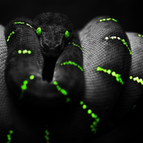 Fondo de pantalla Black Mamba Snake 208x208
