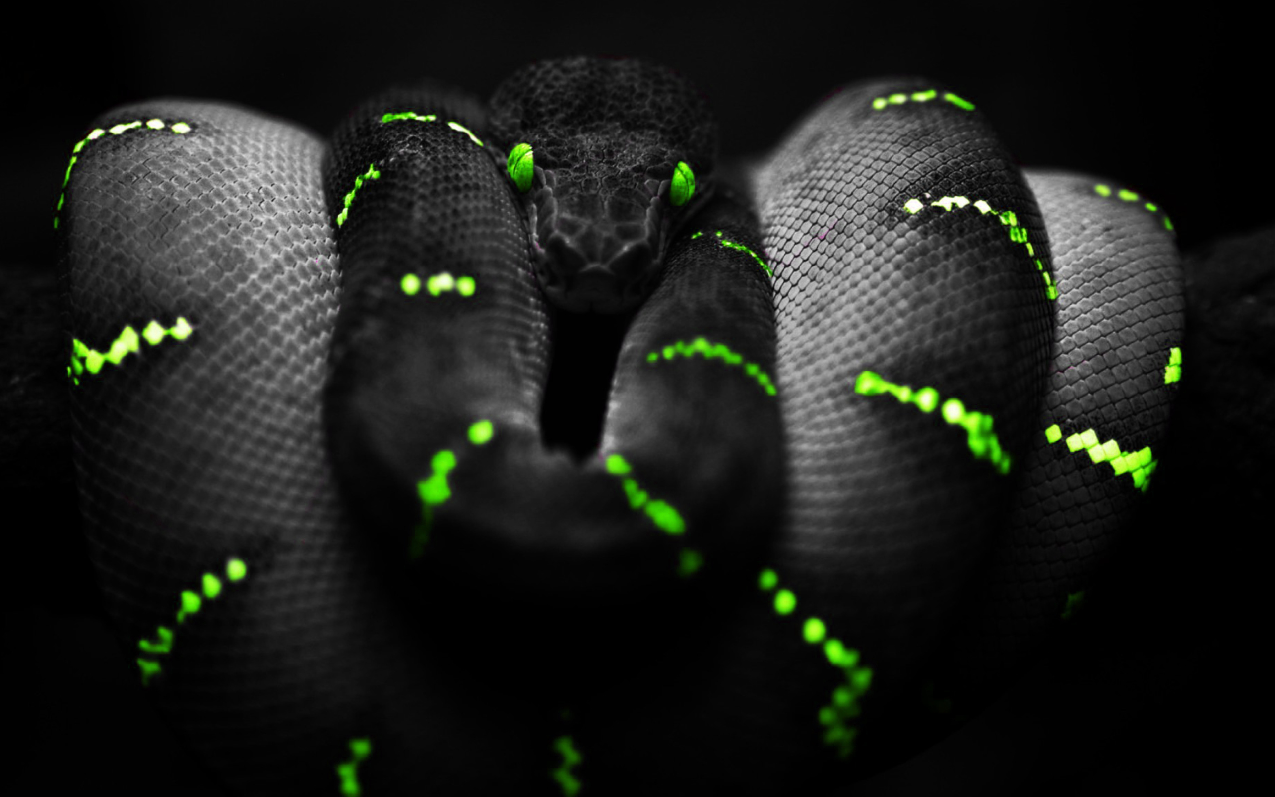 Black Mamba Snake screenshot #1 2560x1600