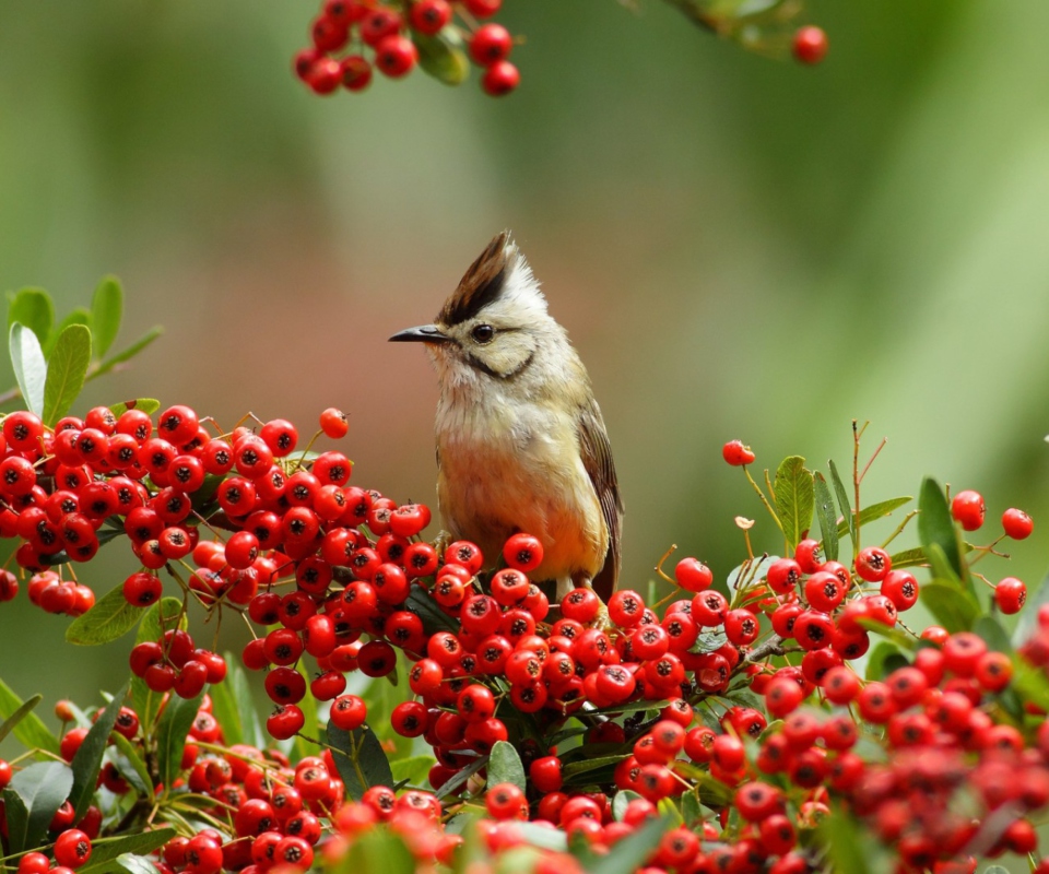 Bird On Branch With Red Berries wallpaper 960x800