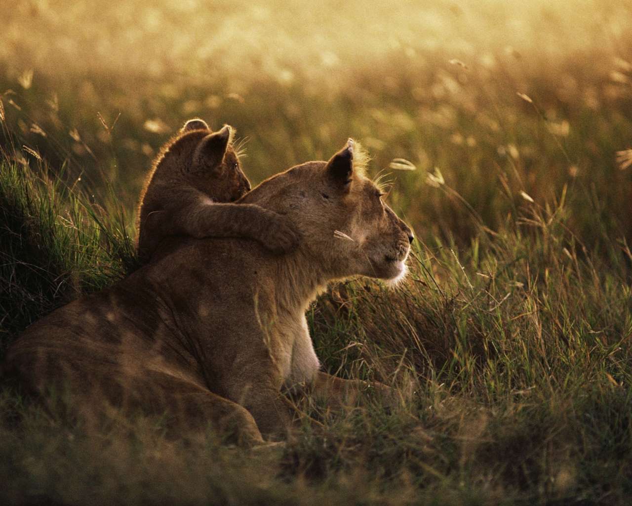 Fondo de pantalla African Lion 1280x1024